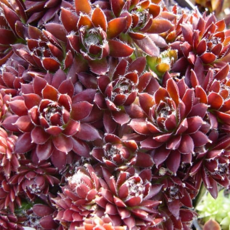 Комплект 5шт / Молодило Горное - Уникальная красота природы Комплект 5шт / Молодило Горное - Уникальная красота природы