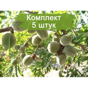 Комплект 5шт / Миндаль Виктория Комплект 5шт / Миндаль Виктория
