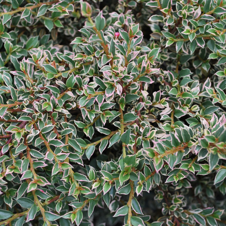 Комплект 5шт / Кизильник горизонтальный Вариегатус Комплект 5шт / Кизильник горизонтальный Вариегатус